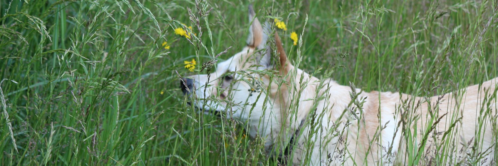 Jen Vollink Tyler banner