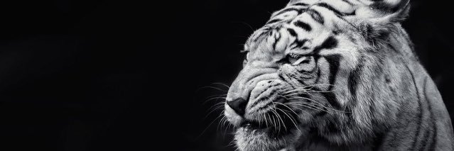 TigerFlow_'s profile banner image