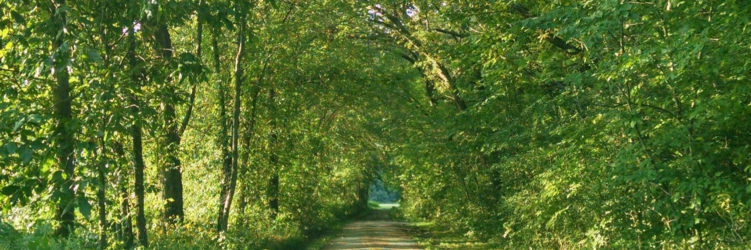 Braden Martin banner