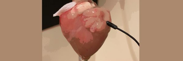 NikkiPosnack Profile Banner