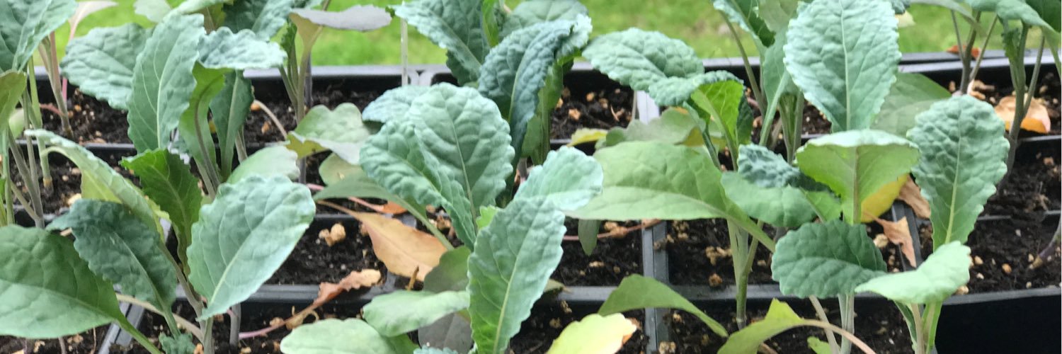 LadyBuggsFarm's profile banner image