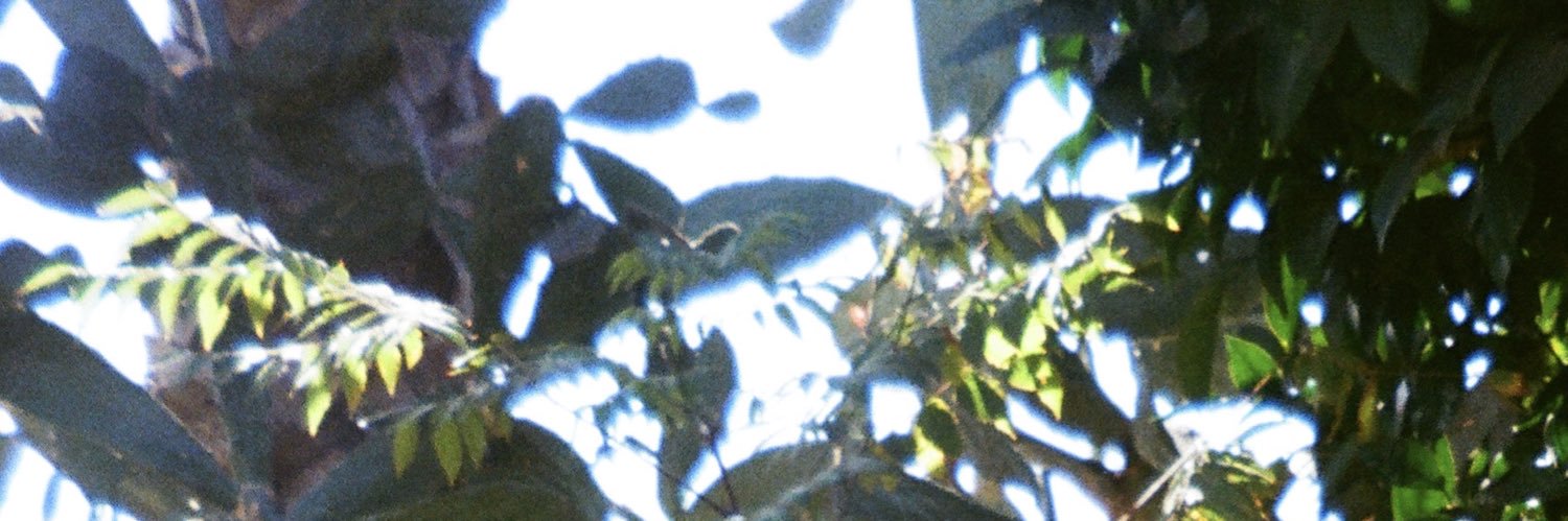 samplasc's profile banner image