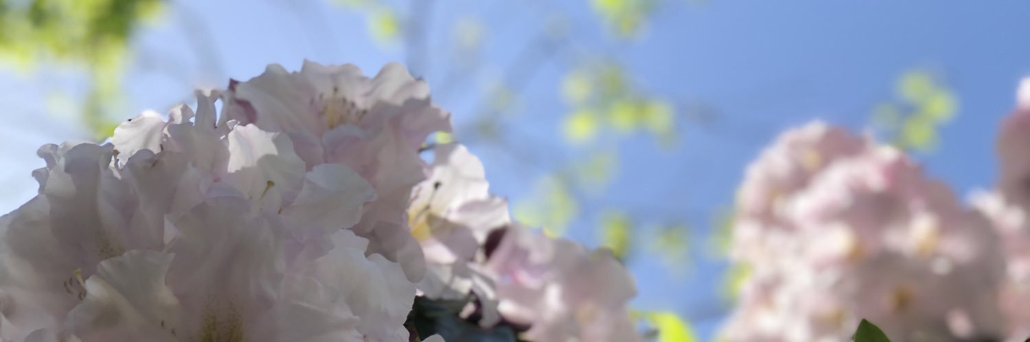 raindapple's profile banner image