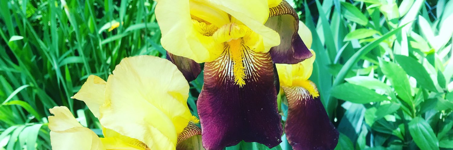 FallonBrenda's profile banner image