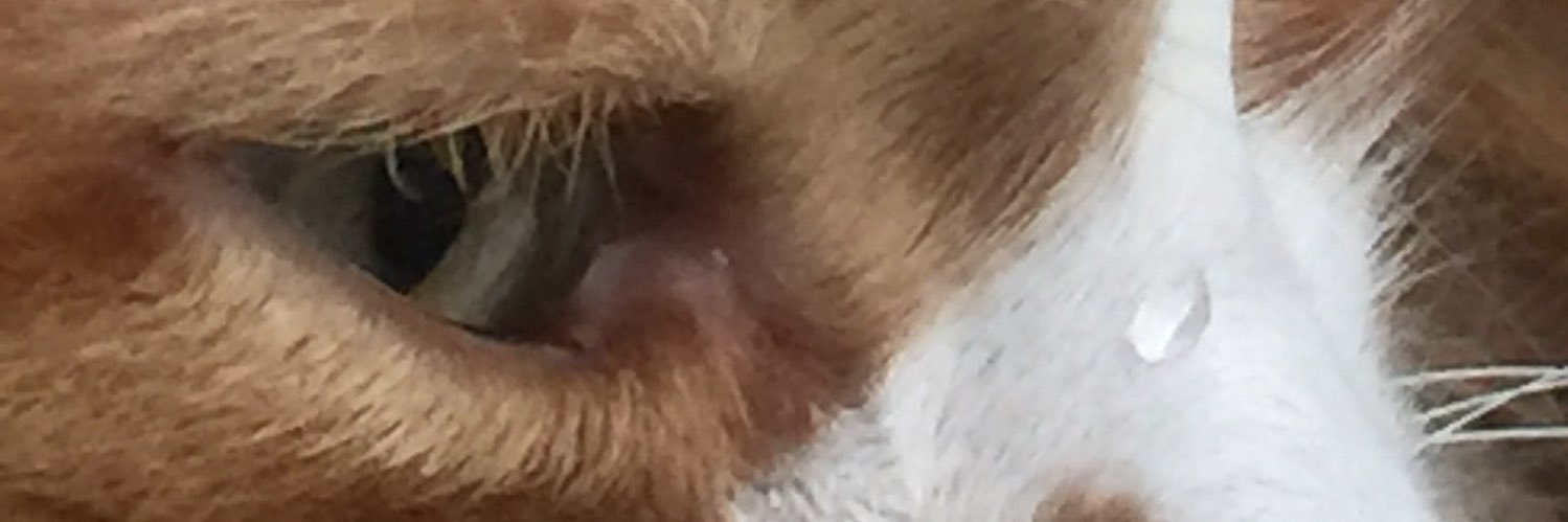 realANKAreal's profile banner image