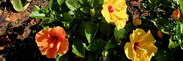 CynthiaSJewell Profile Banner