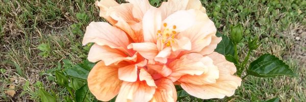 liz6542 Profile Banner