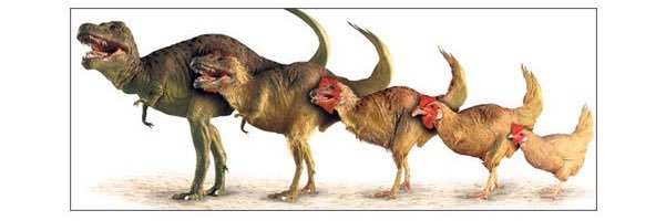 Rooster Haymaker banner