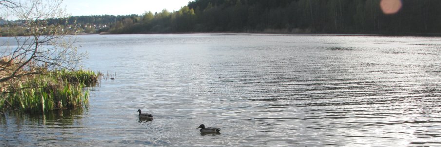 Paola Lombardo banner