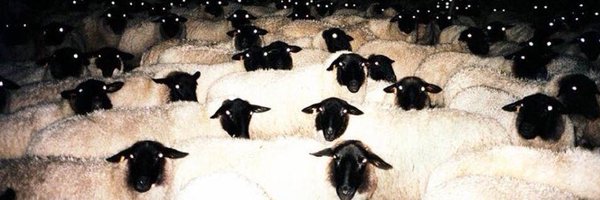 tetraphorus Profile Banner