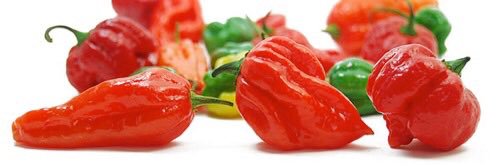 LincolnshireChilliCo banner