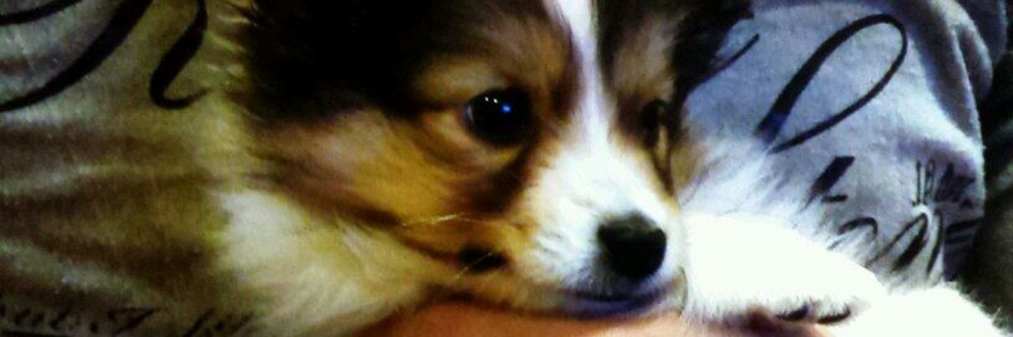 Show_LOST_ASH's profile banner image