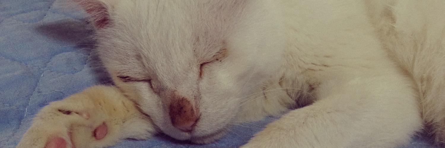 sweetoldcat's profile banner image
