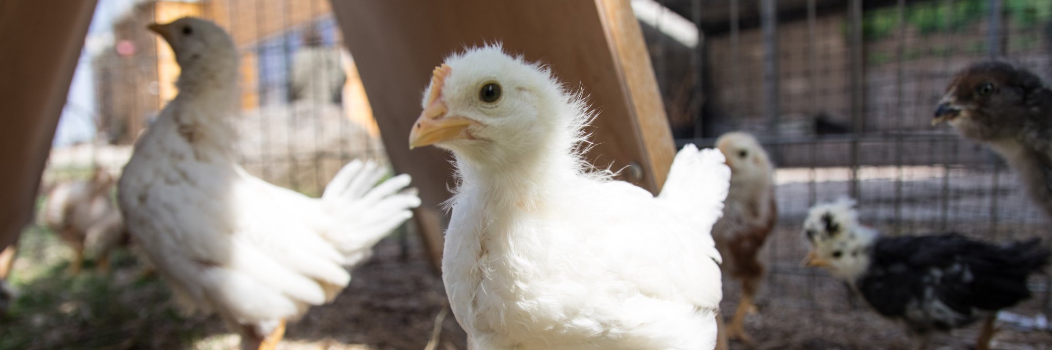 MadisonChildMuseum banner