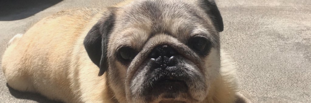 mompug's profile banner image