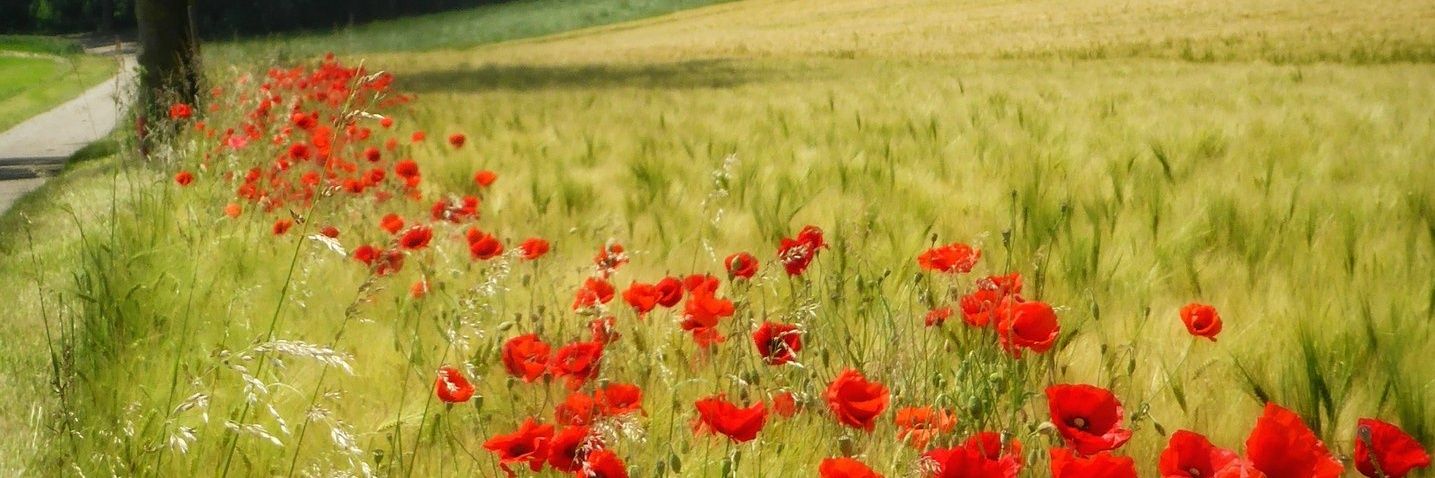 @Fritz35838459 banner