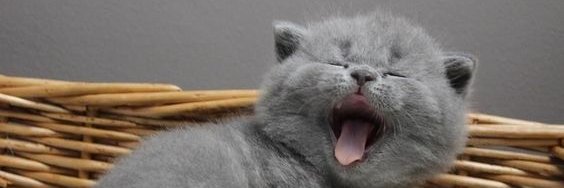 IchBinCoolHi's profile banner image