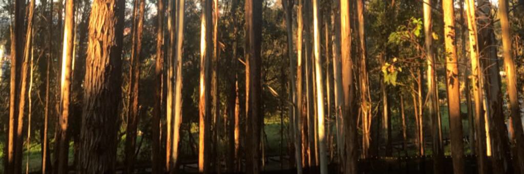 SebasCano_'s profile banner image
