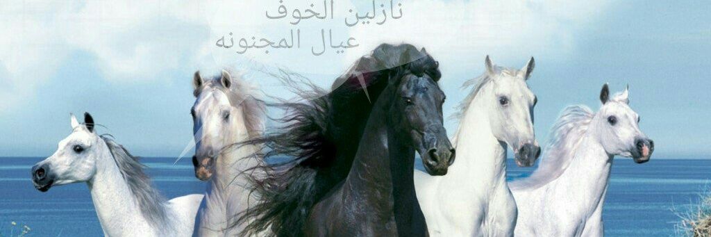 حساب الريا الرسمي banner