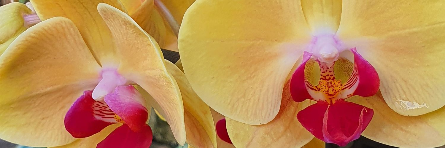 michelleolgui's profile banner image