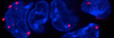 Mitchell Lab's banner