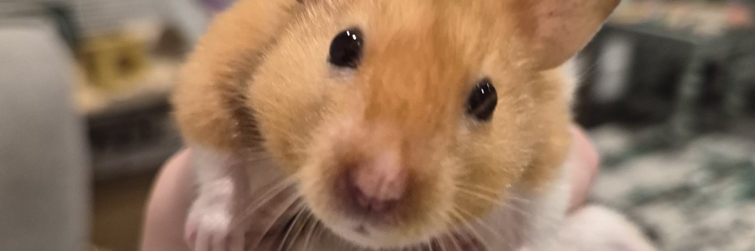 LisaChappell14's profile banner image