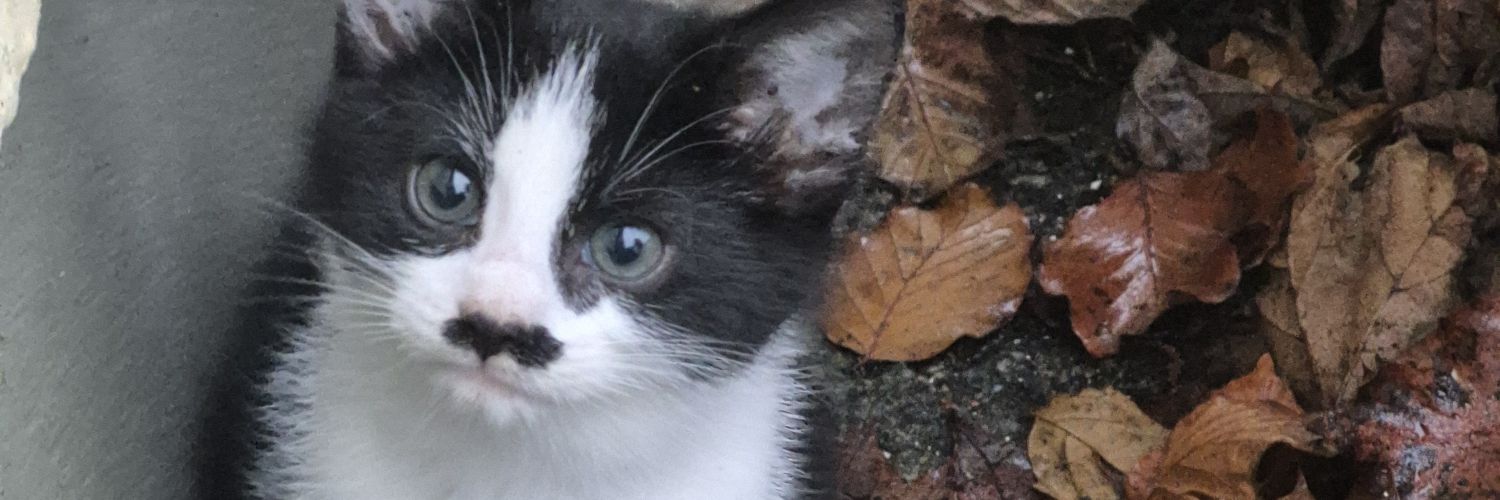 Alan Fitzpatrick banner