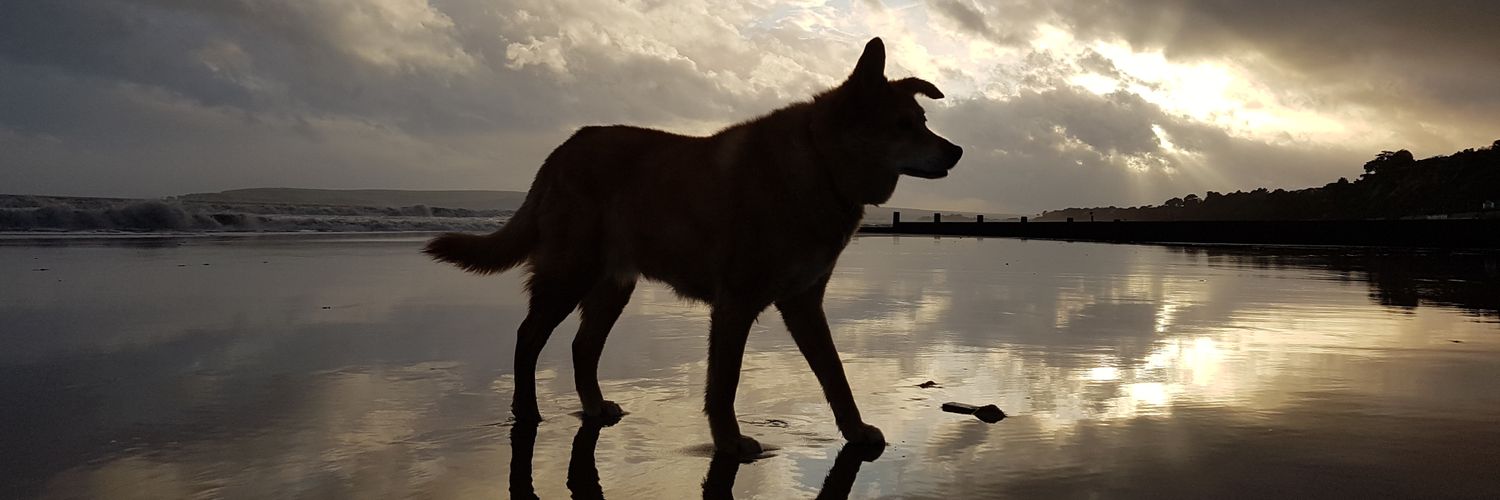 Lizzi_Shaw's profile banner image