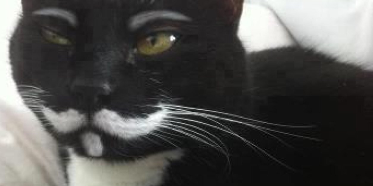 sallycat_33's profile banner image