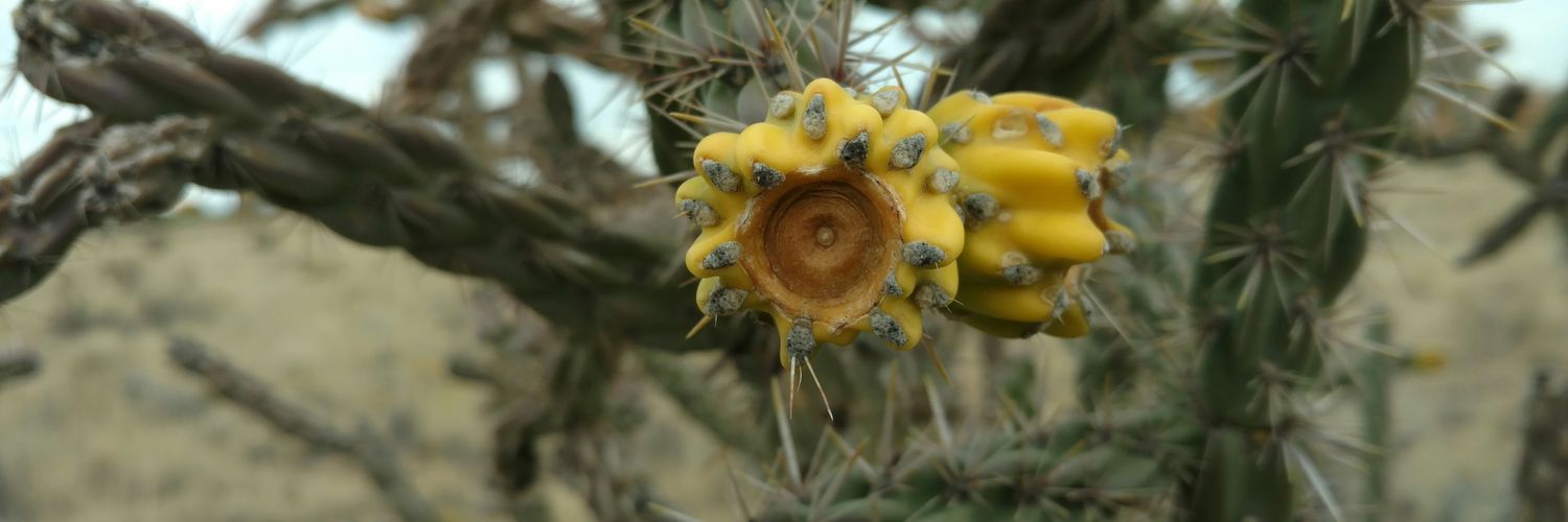 Jawsh Staples banner