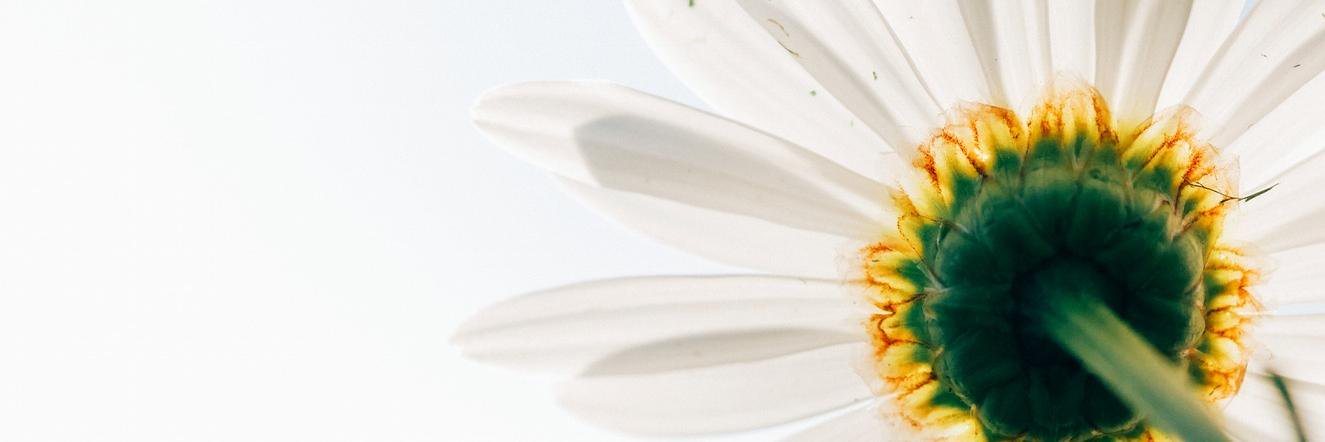 Brenna Van Cleve banner