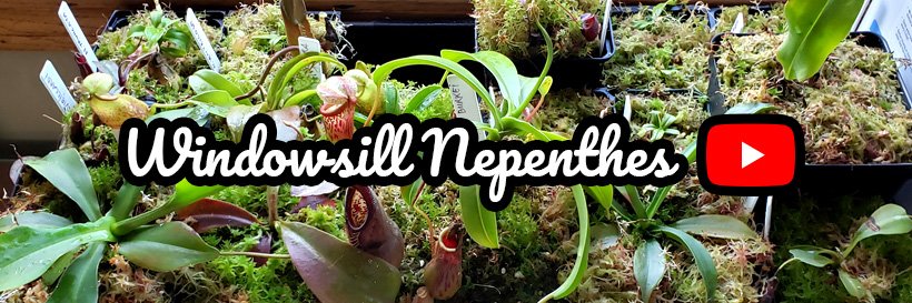 WNepenthes's profile banner image