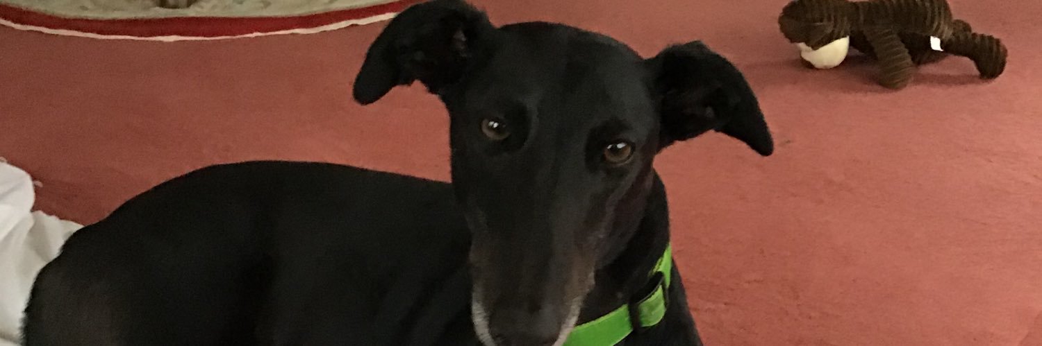 Alison (Humum)to Monroe,DeeDee and Danza 💚 banner