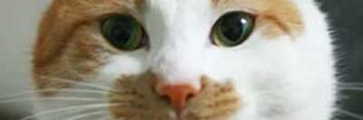 MMtailing's profile banner image