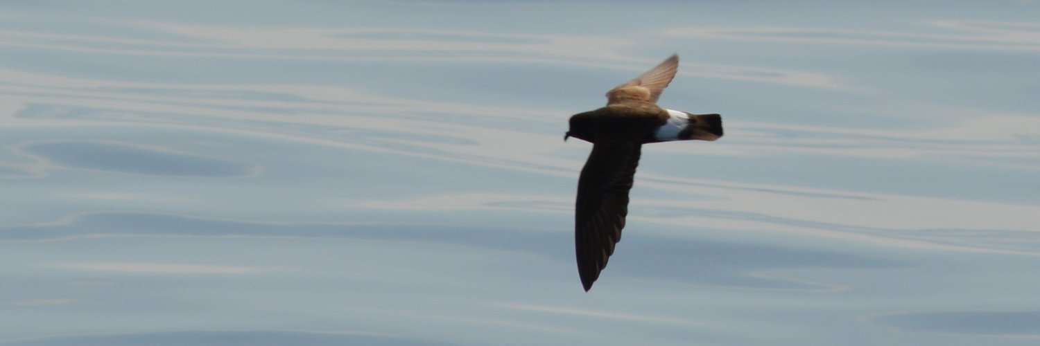 Guillem Chust banner