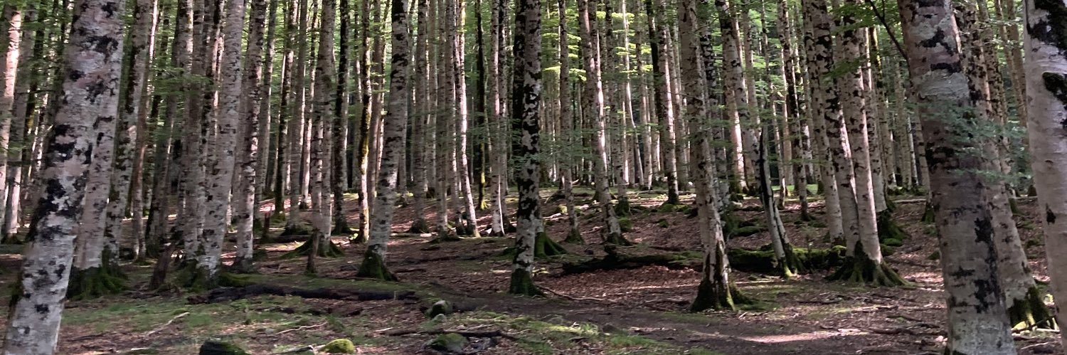 Maria Dalinger banner