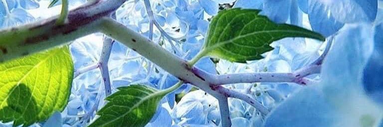 🌸 Bluebell 🌸 Loves 🌸Freedom 🌸 banner