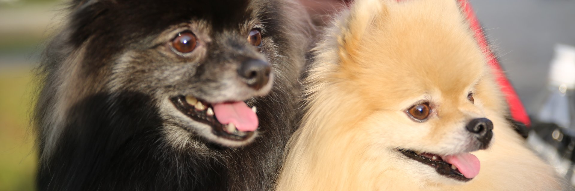 MochaPuer's profile banner image