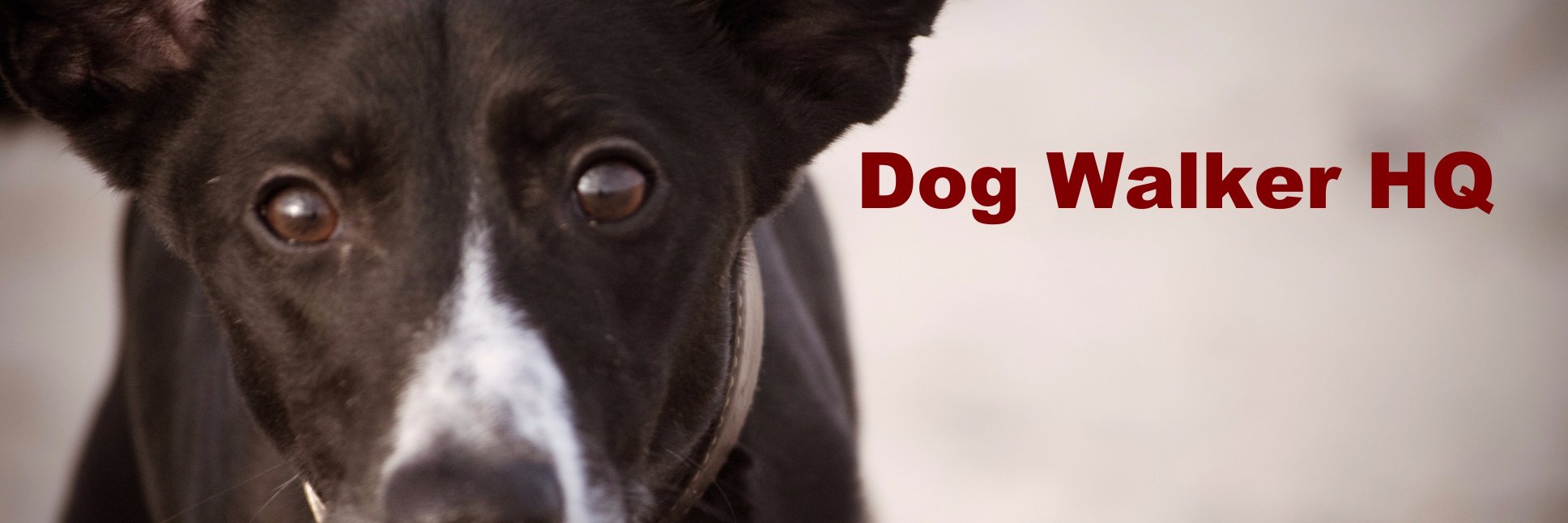 DogWalkerHQ's profile banner image