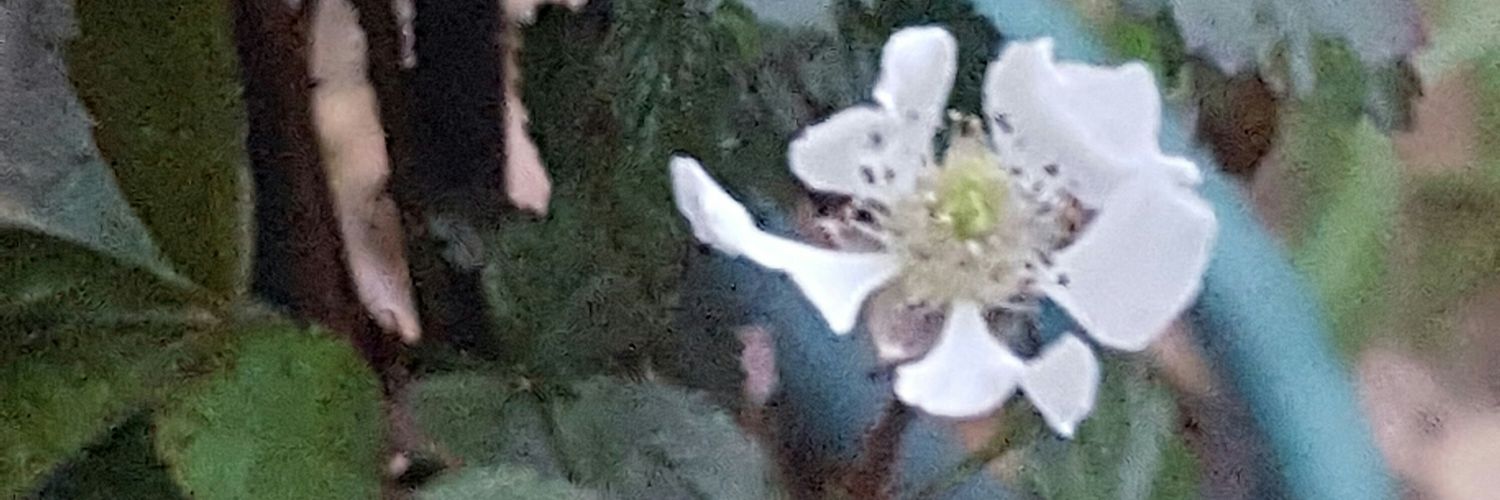 Holly Couch banner