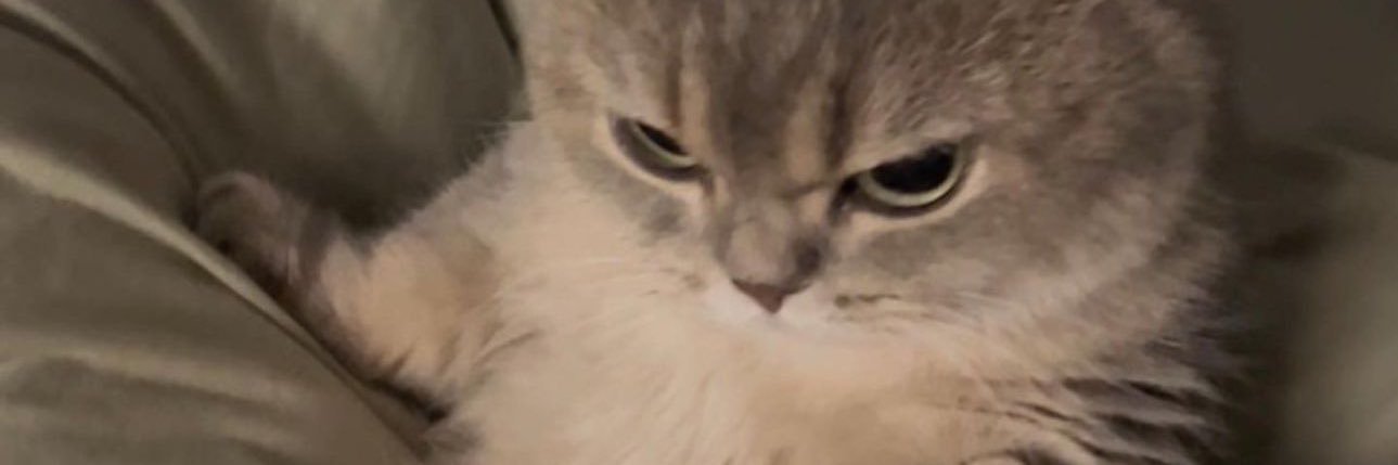 _stickeyboo's profile banner image