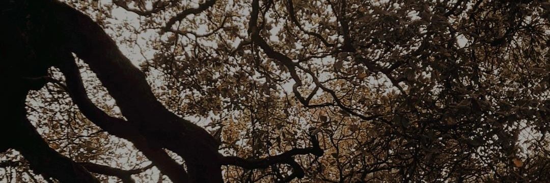 LviaRaquel4's profile banner image