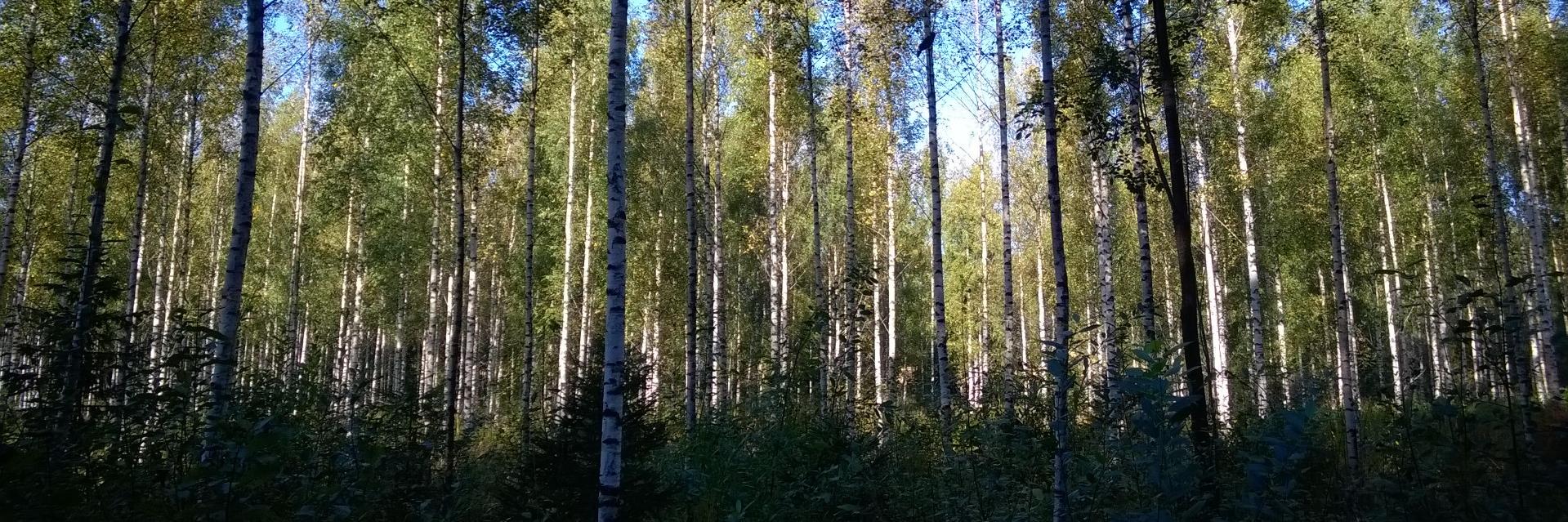 VVilen's profile banner image