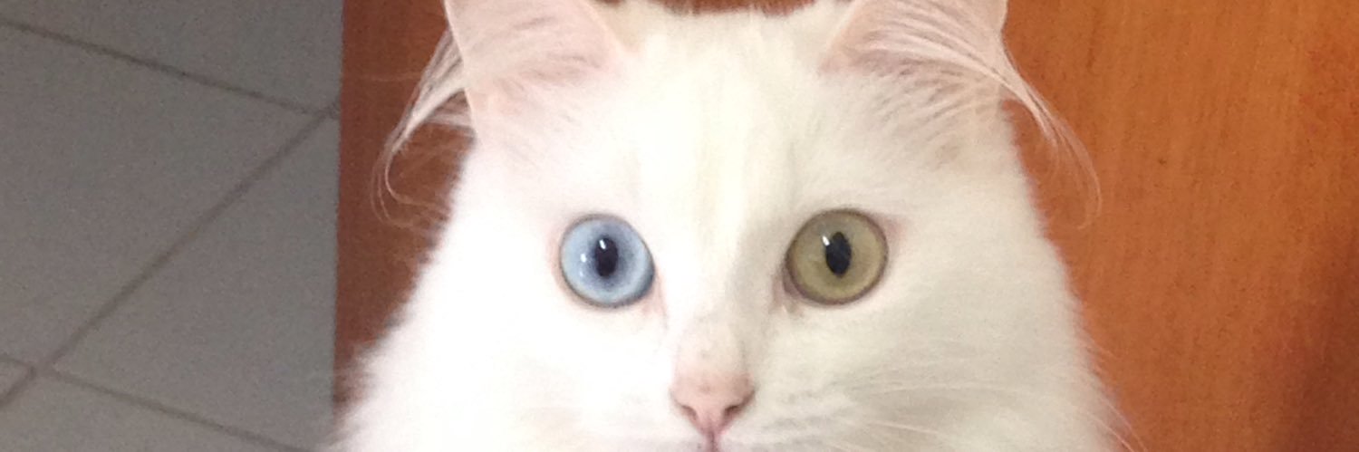 MarciaSchot's profile banner image