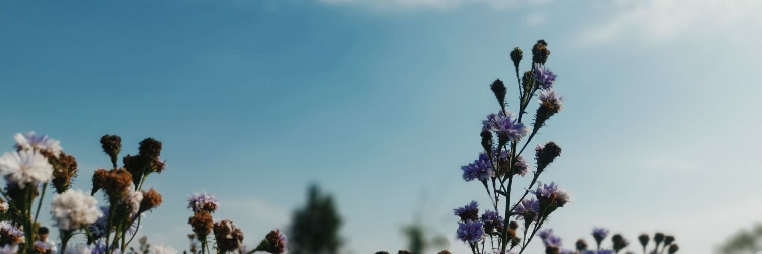 anna_lawatta's profile banner image