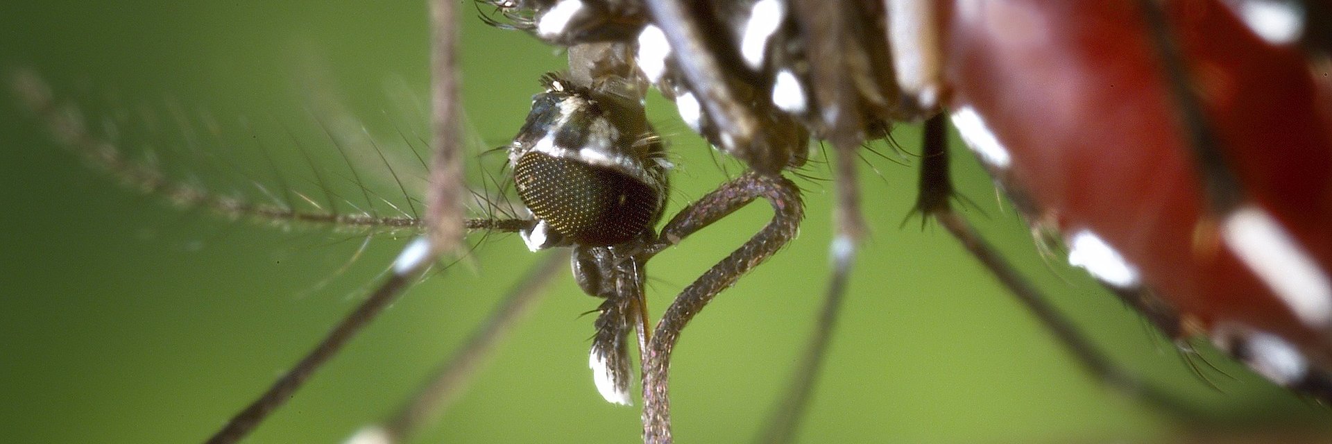 GlobalVectorHub banner