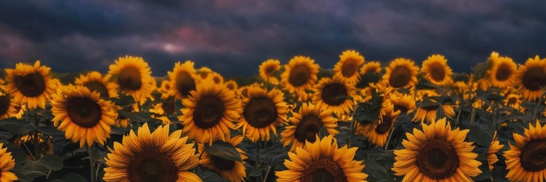 Sara 🥀 banner