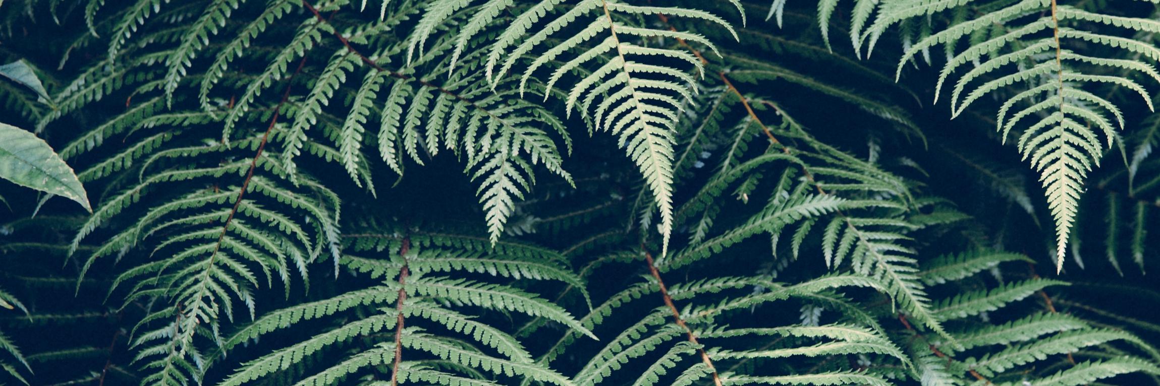 CameronBruns's profile banner image