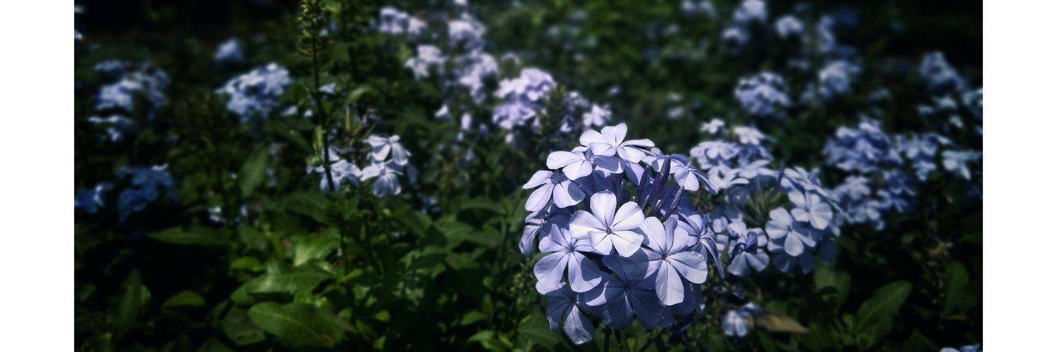Souvik Das banner