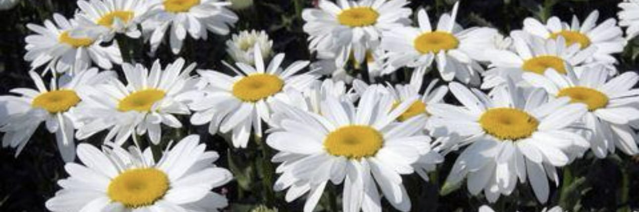 Nishihara_____5's profile banner image